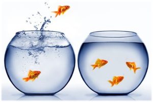 Poissons_1